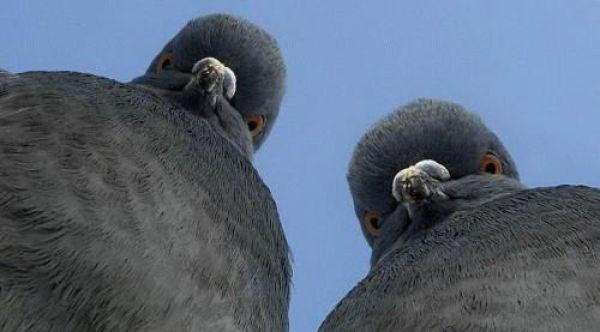 600x332, 35 Kb / голуби, семечки