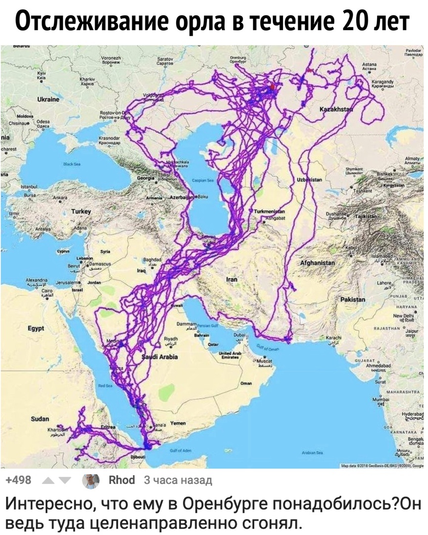 865x1080, 408 Kb / орел, траектория, отслеживание, карта, путь, Оренбург