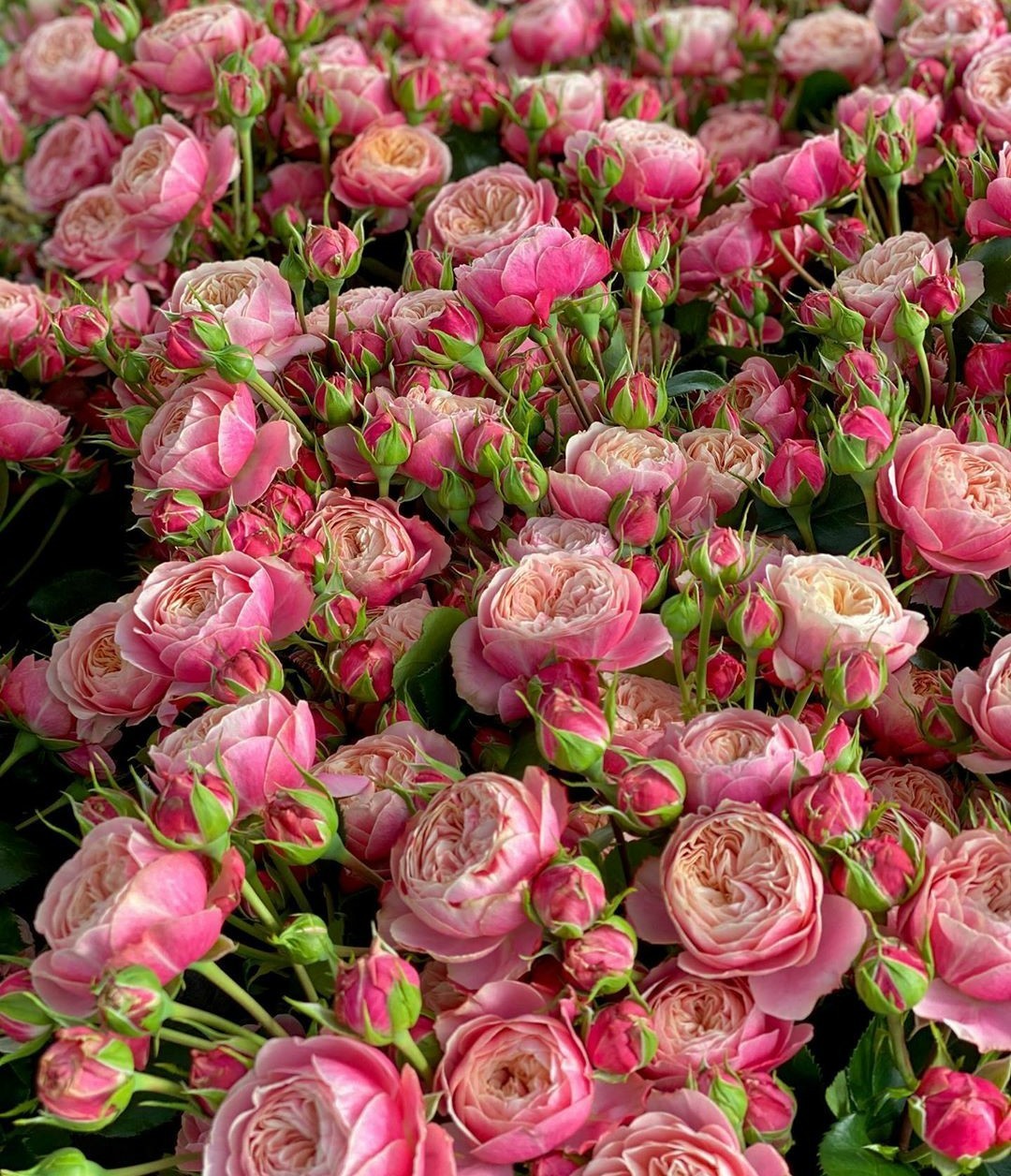 1080x1256, 370 Kb / розы, цветы