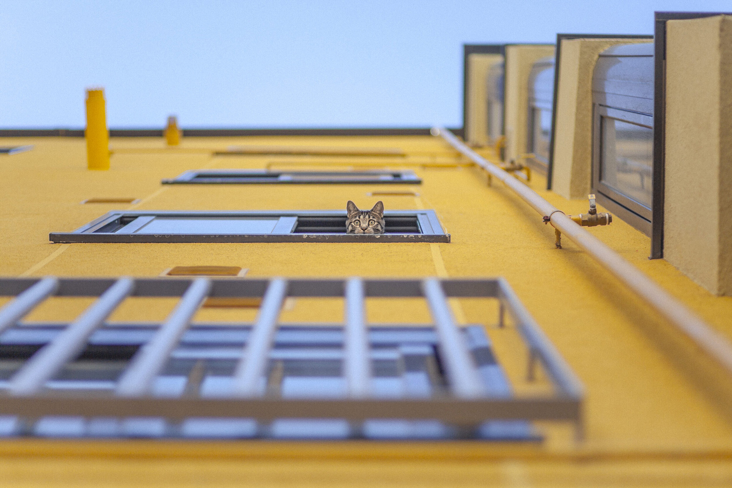 1500x1000, 526 Kb / стена, окно, решётка, жёлтый