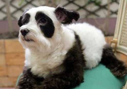 496x351, 21 Kb / собака, панда