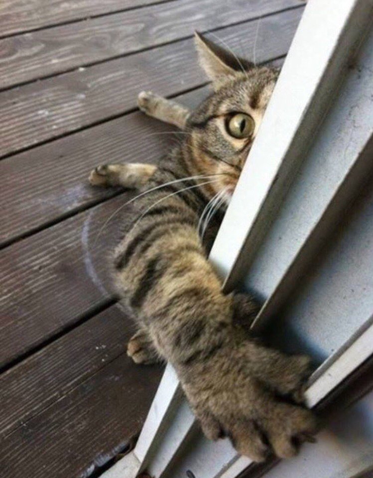 749x960, 115 Kb / кот, кошка, лапа, дверь, доски, терраса