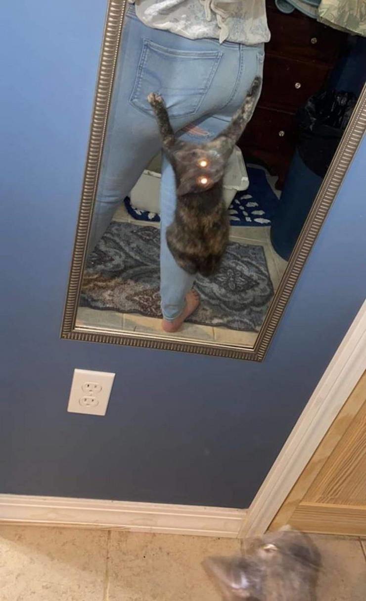 740x1214, 110 Kb / мурзик, джинсы, зеркало, повис