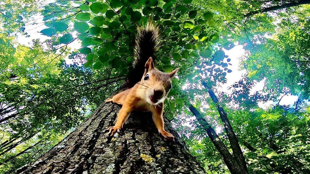 1080x606, 320 Kb / дерево, белка