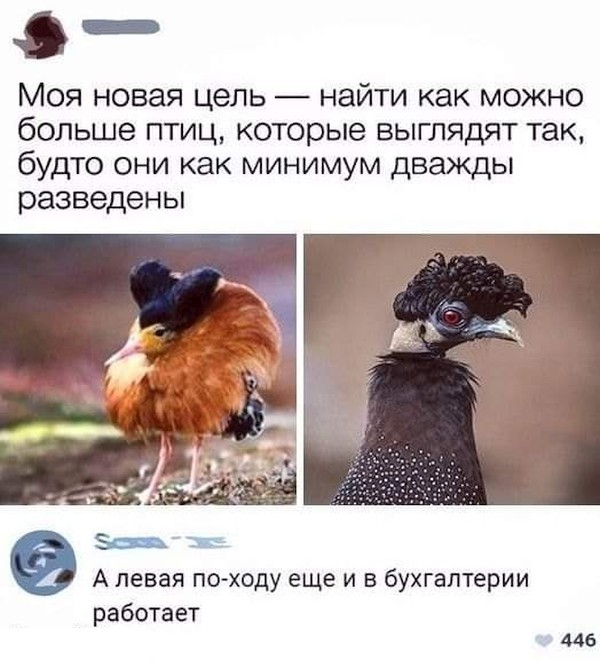 600x660, 80 Kb / птицы, развод, бухгалтерия