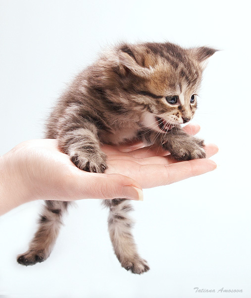 507x600, 75 Kb / рука, котёнок