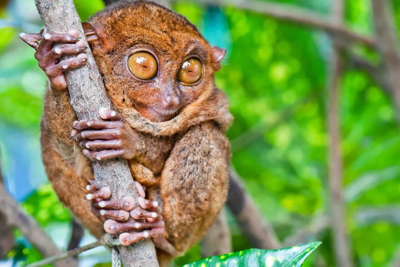 1300x867, 168 Kb / долгопят