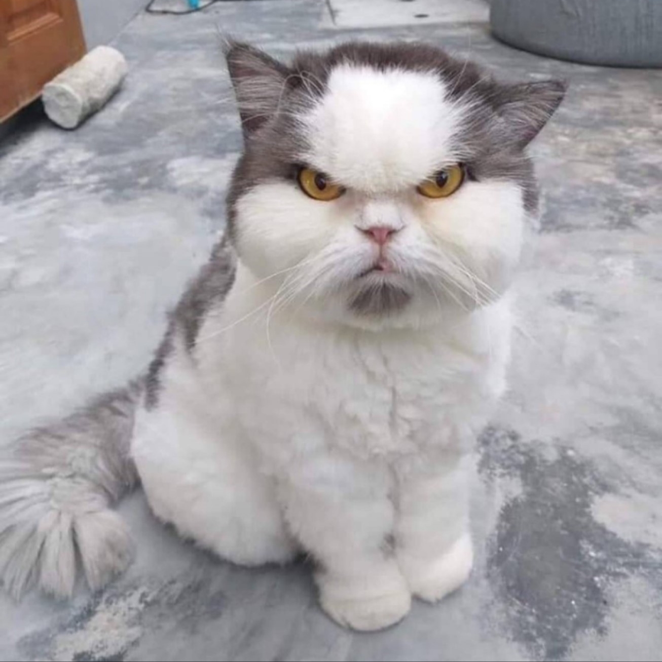 1306x1307, 478 Kb / кот, пушистый