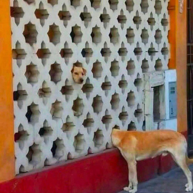 640x640, 82 Kb / Собака, голова, стена, забор