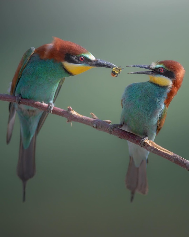 740x925, 105 Kb / золотистая щурка, шмель, ветка, птицы