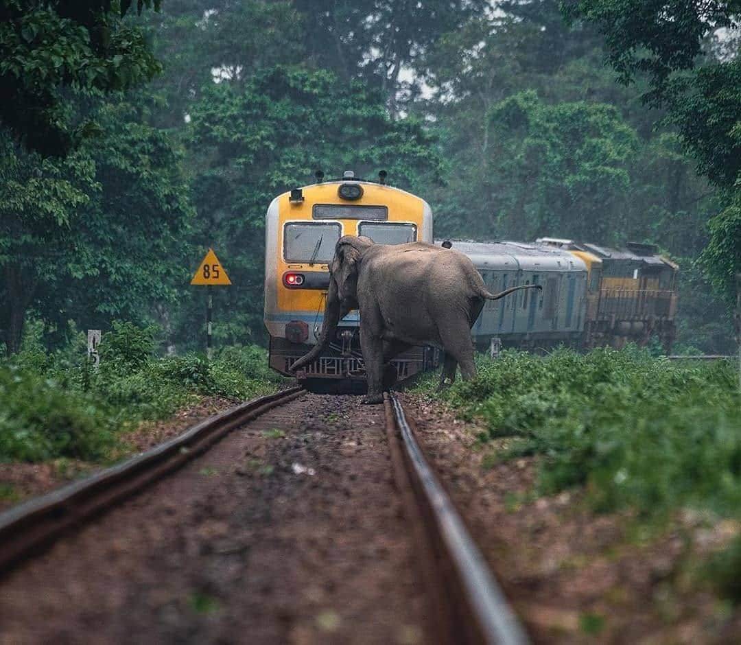 1080x940, 116 Kb / Слон, поезд, зелень