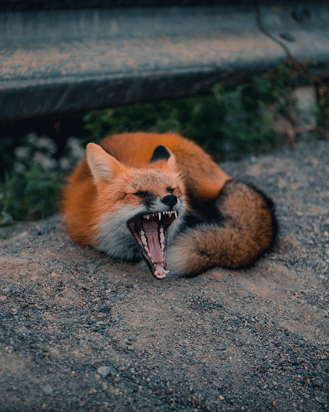 1080x1350, 220 Kb / лиса, зубы, зевает