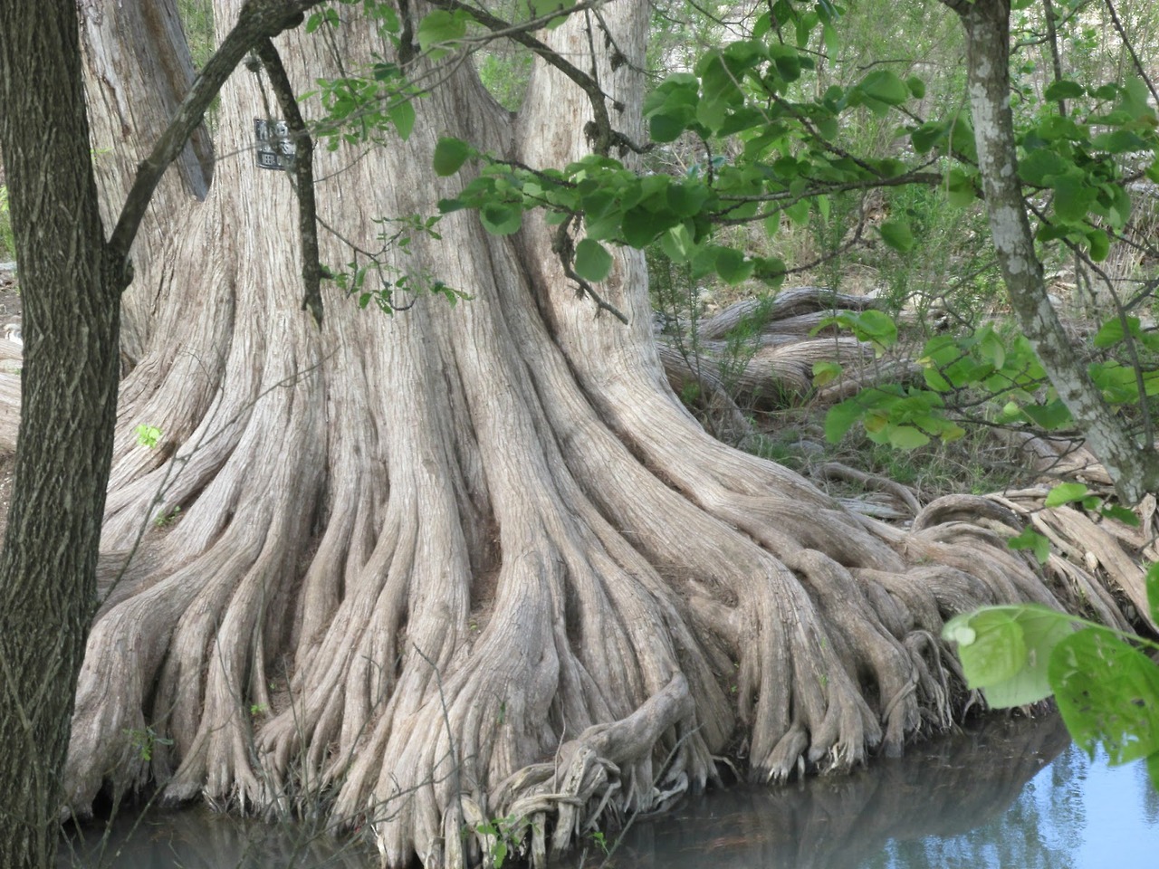 1280x960, 427 Kb / вода, дерево, корни