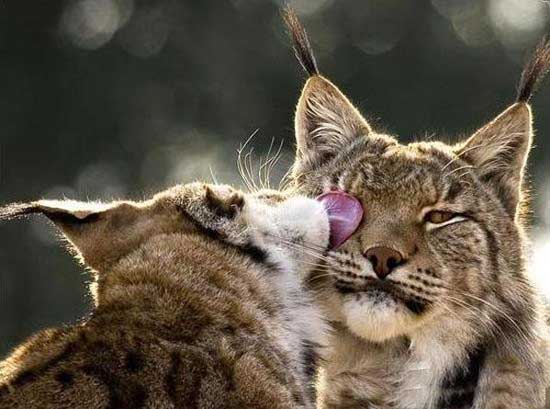 550x409, 32 Kb / кошачьи