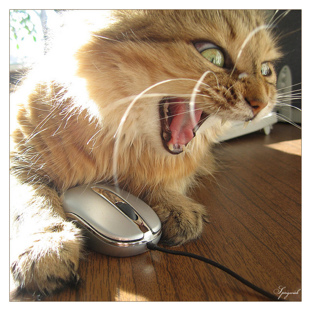 640x640, 200 Kb / кот, мышь