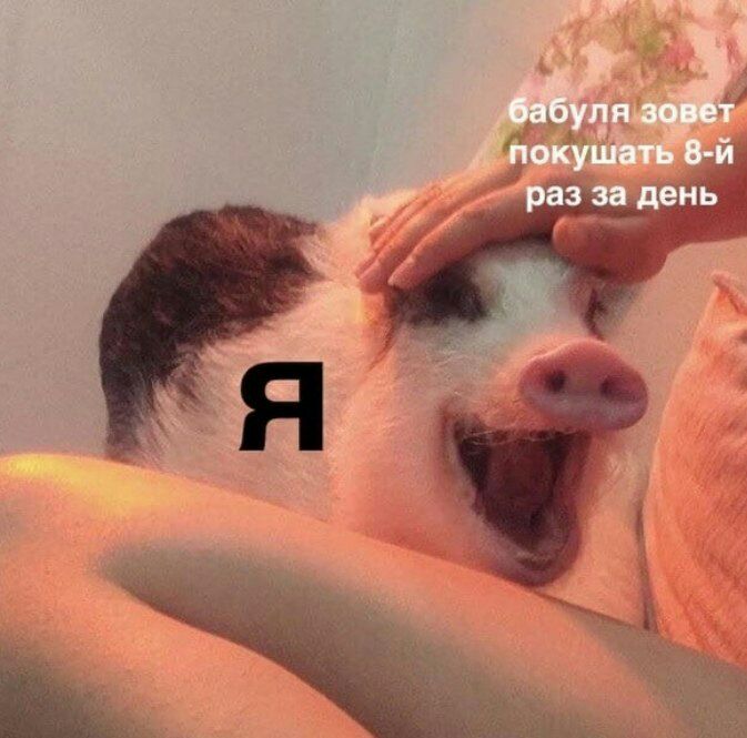 673x665, 72 Kb / поросенок, свинья, бабуля