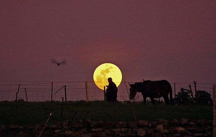 700x445, 34 Kb / луна, лошадь, птица