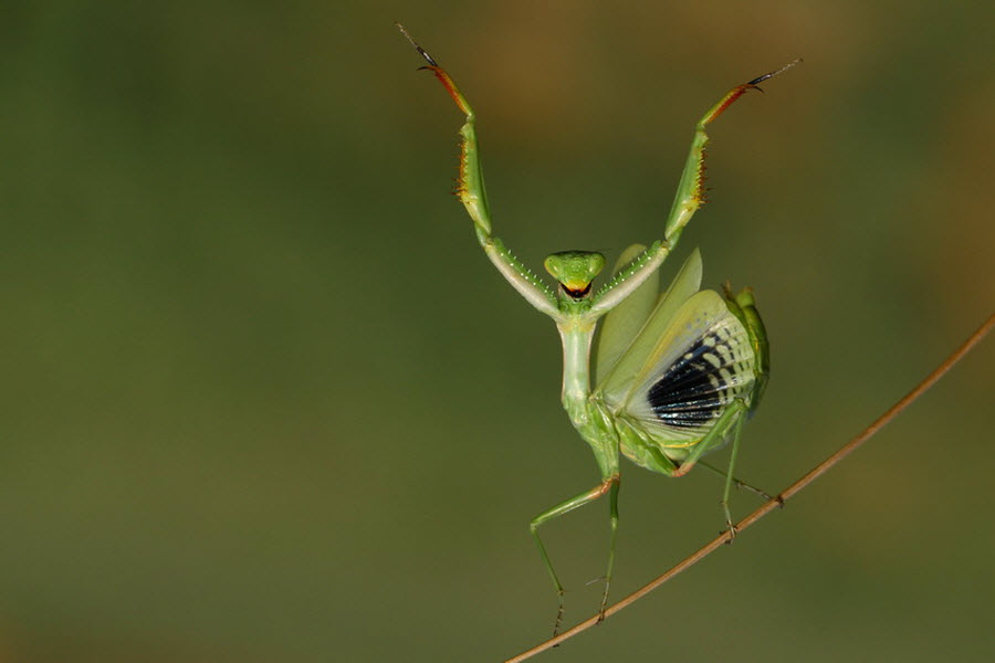 900x600, 42 Kb / ветка, богомол, зеленый