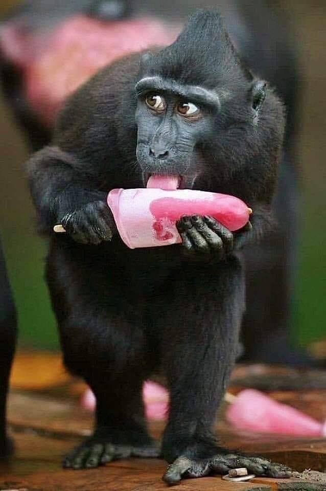 638x960, 53 Kb / мороженое, эскимо, обезьяна, шимпанзе