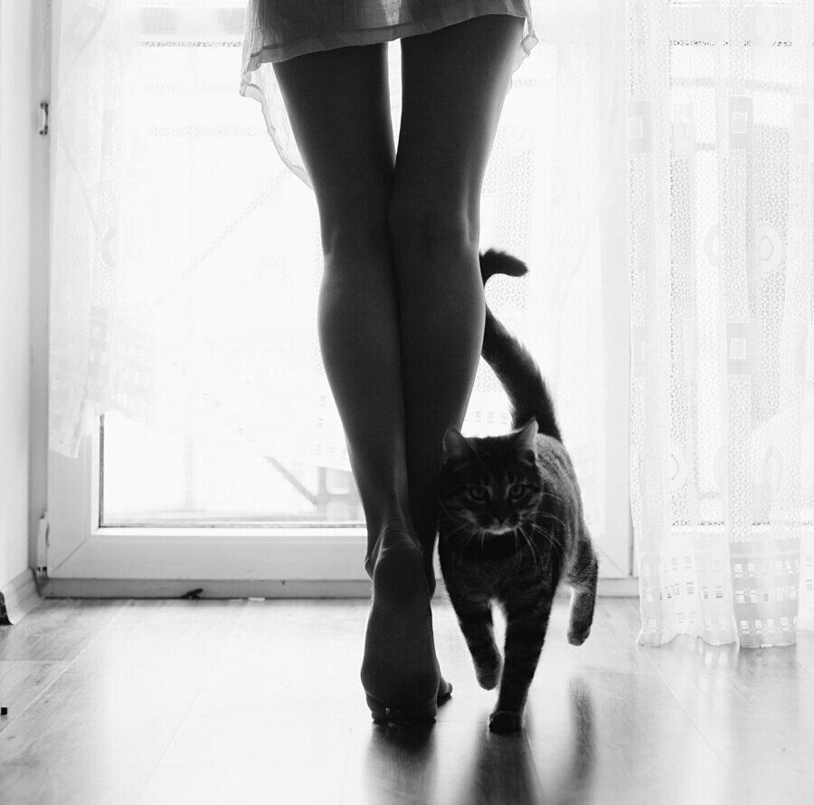 900x890, 74 Kb / ноги, кошка, шторы, ч/б