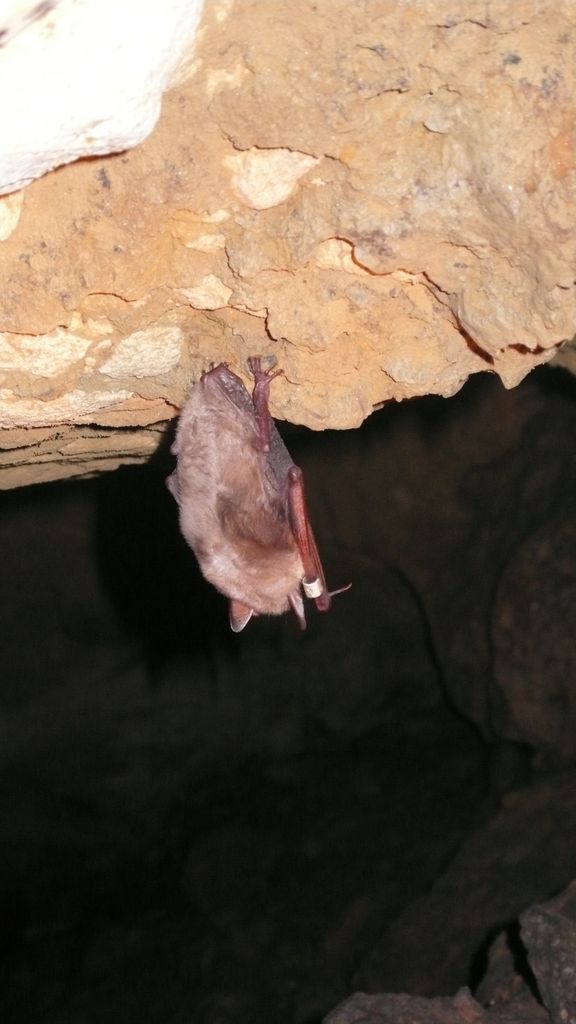 576x1024, 71 Kb / пещера, летучая мышь