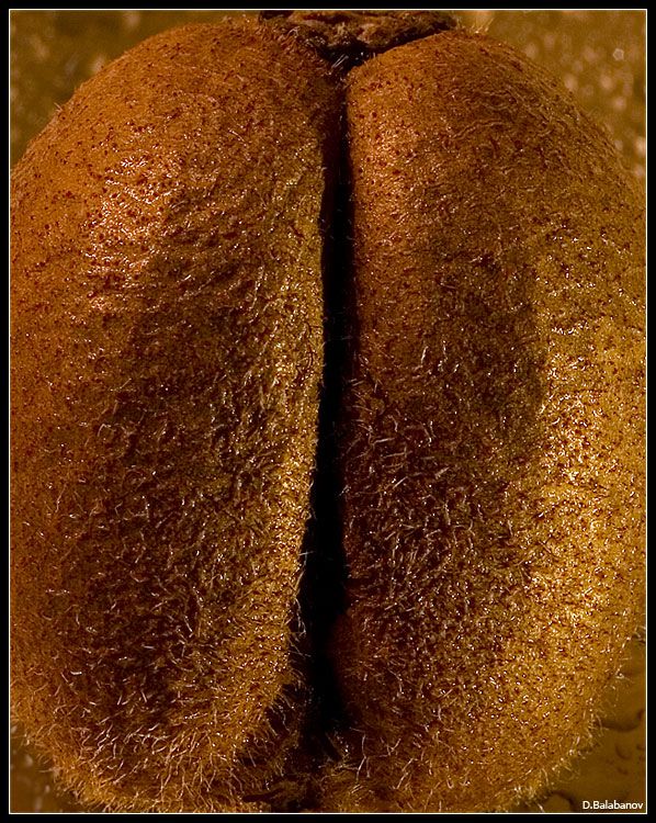 598x750, 148 Kb / киви