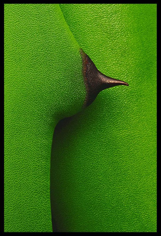 547x800, 124 Kb / листок, шип, титька