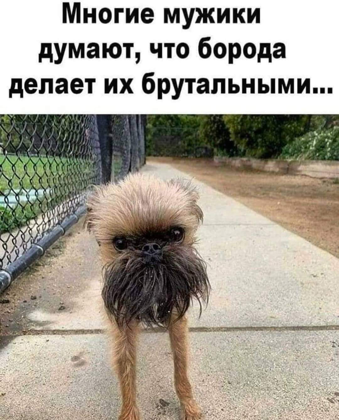 1080x1339, 150 Kb / собака, мужики, борода, забор, сетка, рабица