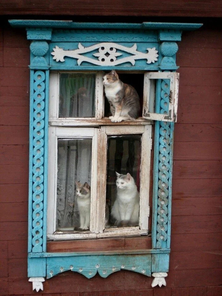 720x960, 209 Kb / Дом, окно, кошки, трое