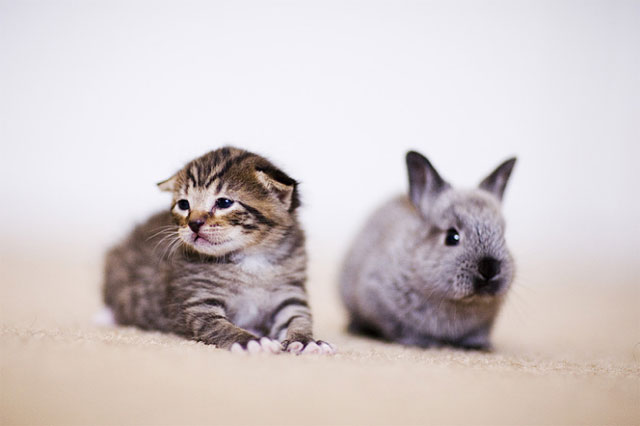 640x426, 25 Kb / котёнок, зайчёнок