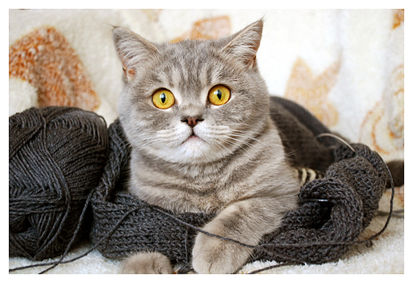 600x411, 270 Kb / кошка, клубок, вязание