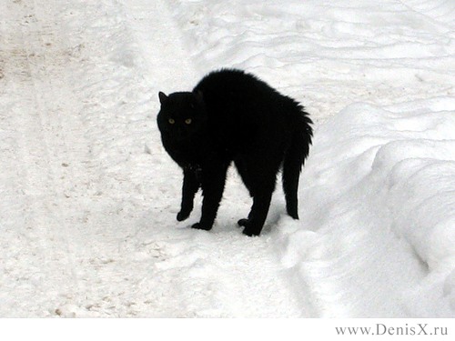 500x375, 44 Kb / кошка