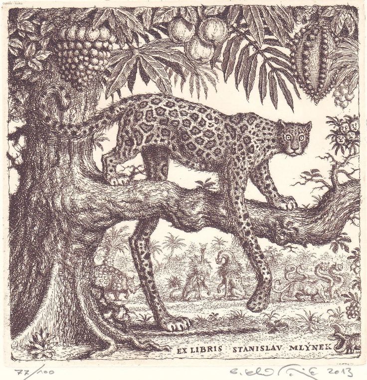 736x762, 220 Kb / гравюра, гепард, дерево, ветка, фрукты, животные, экслибрис, ч/б