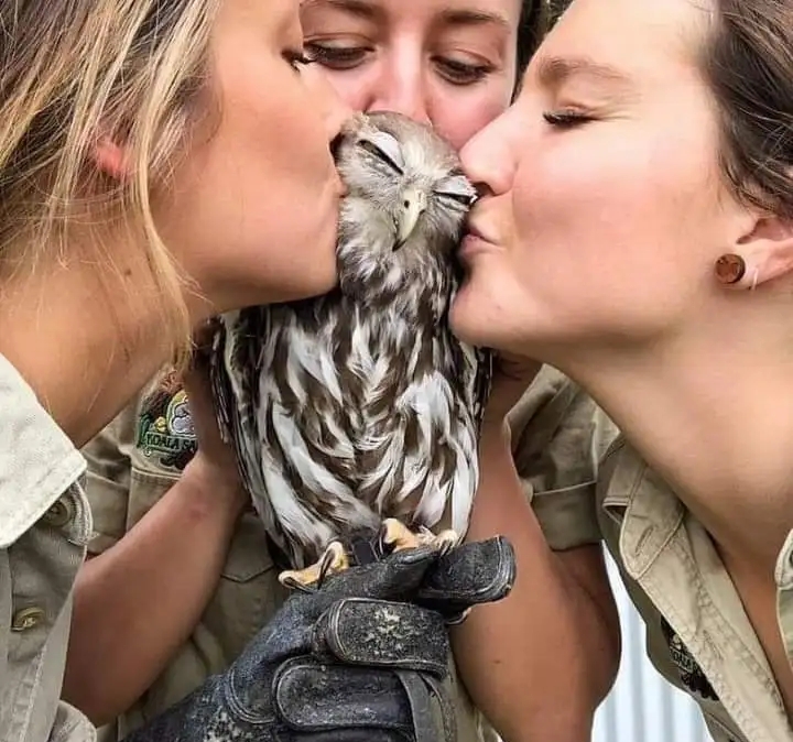 720x674, 300 Kb / сова, перчатка, три, поцелуй