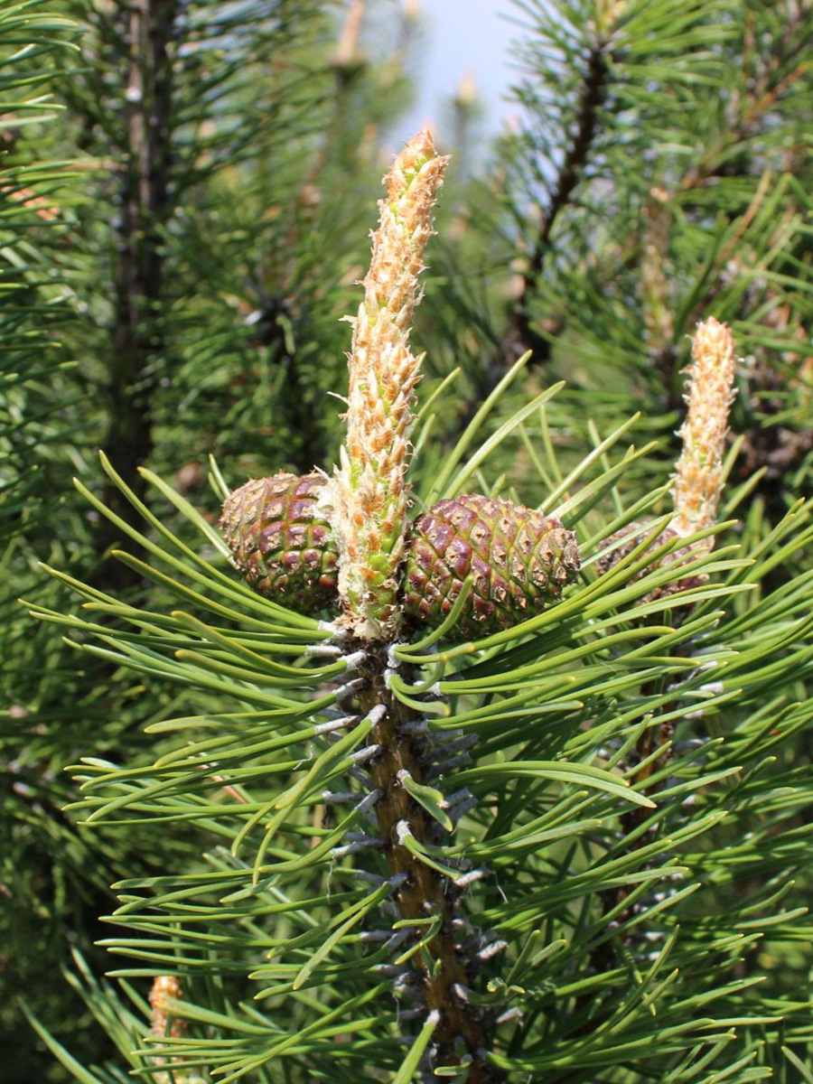 900x1200, 548 Kb / шишки, хвоя, фак, хуй