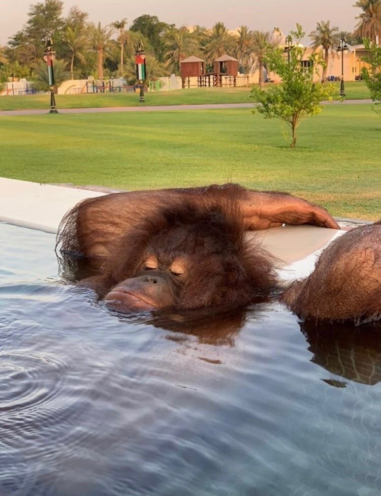 750x976, 196 Kb / обезьяна, отдых, бассейн