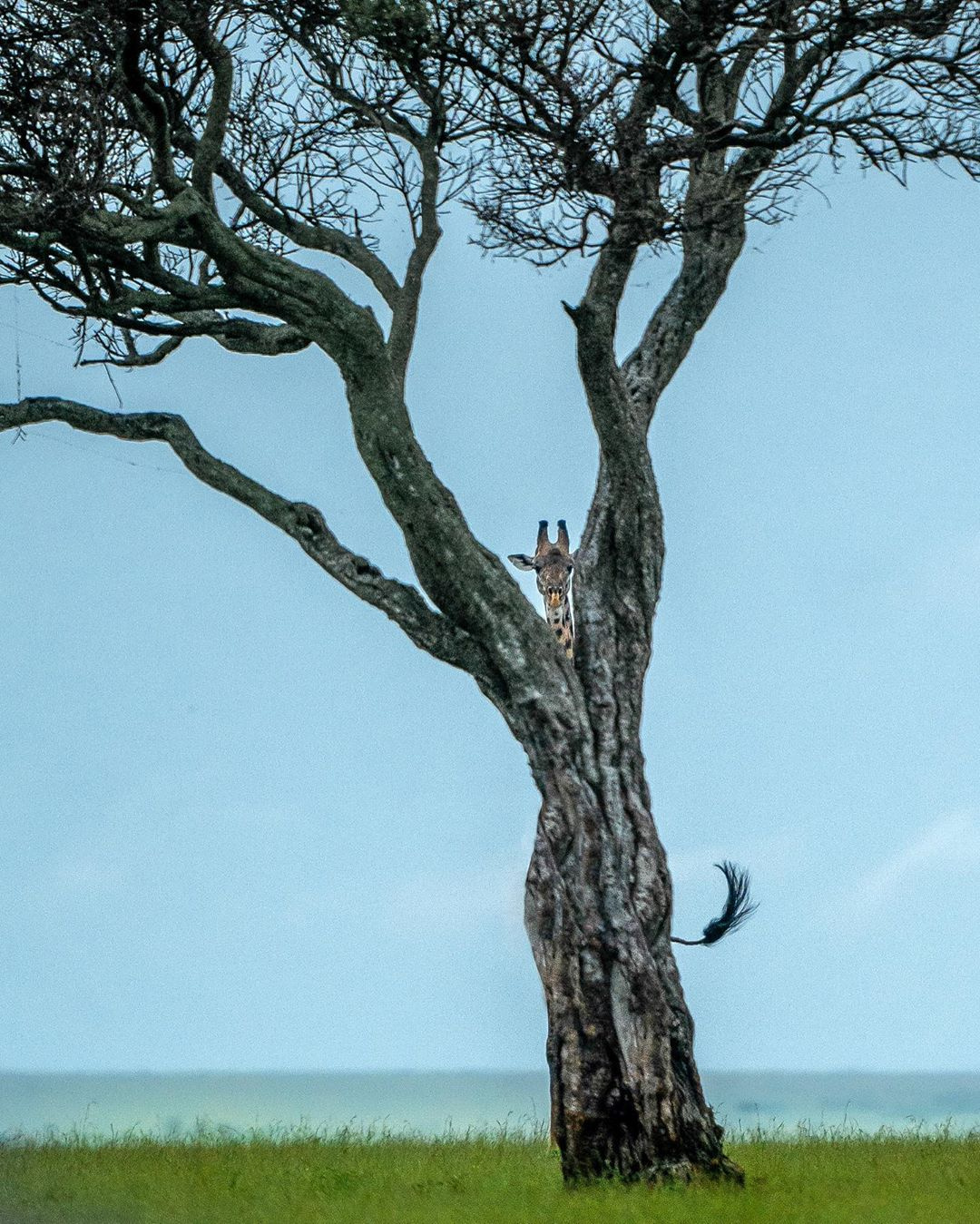 1080x1349, 498 Kb / жираф, дерево