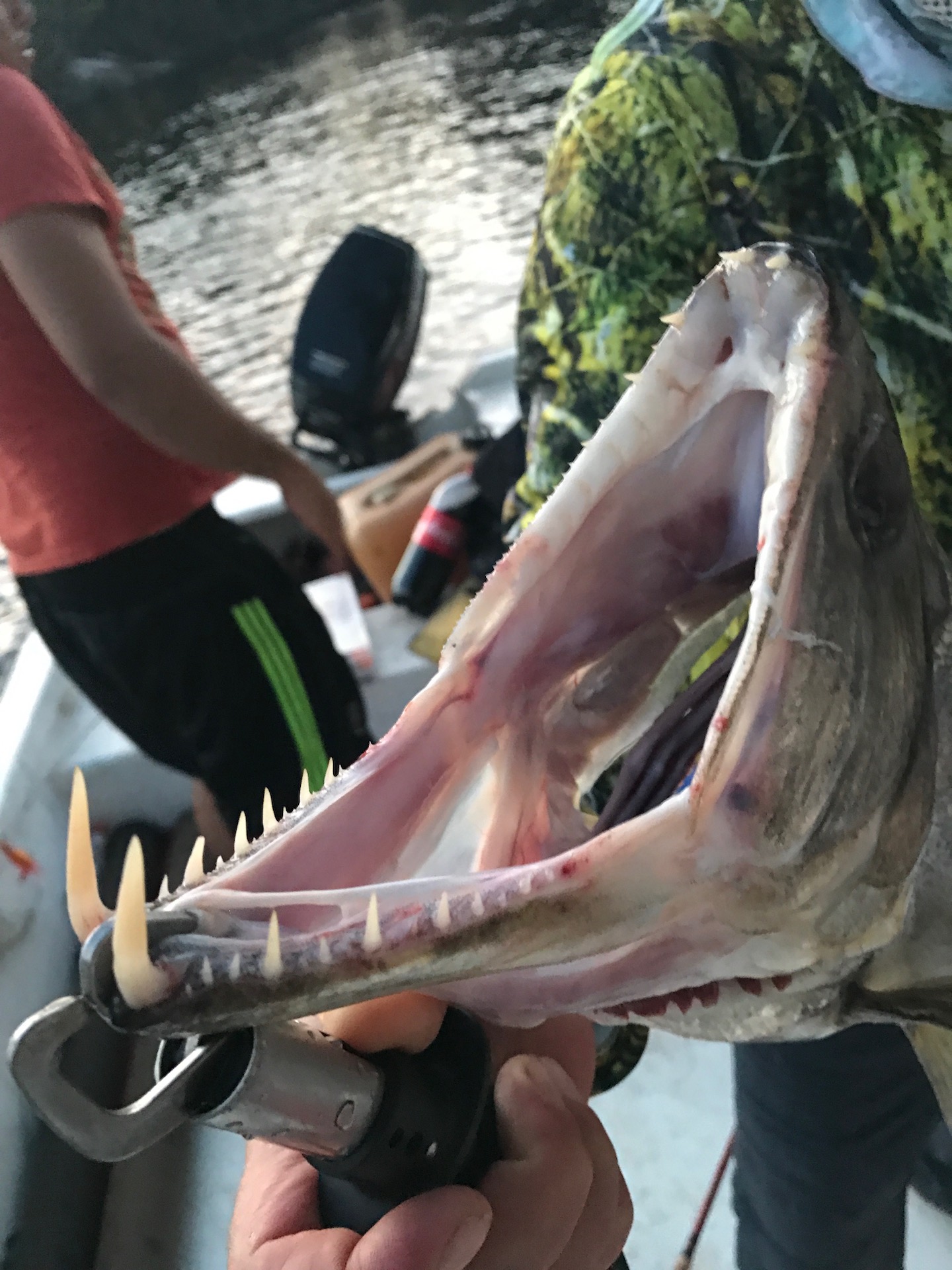 1440x1920, 522 Kb / Рыба, рот, зубы, вампир