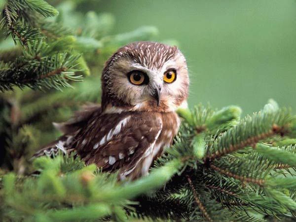 600x450, 47 Kb / сова, ель