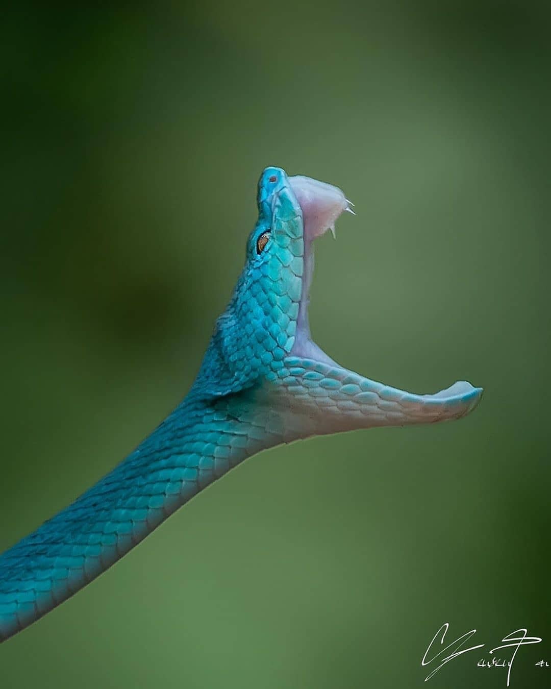 1080x1350, 55 Kb / змея, пасть, бросок, голубая комодская куфия