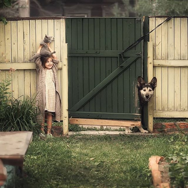 640x640, 90 Kb / забор, калитка, кошка, котенок, собака, выглядывает, девочка, ребенок