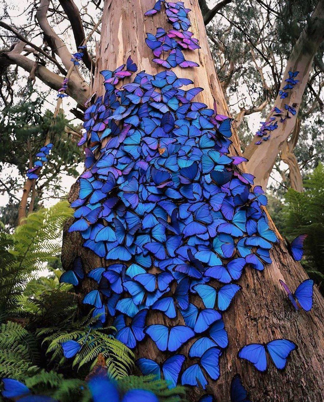 1032x1280, 359 Kb / Бабочки