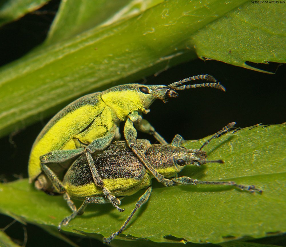 1000x865, 166 Kb / двое, секс, жуки, листья