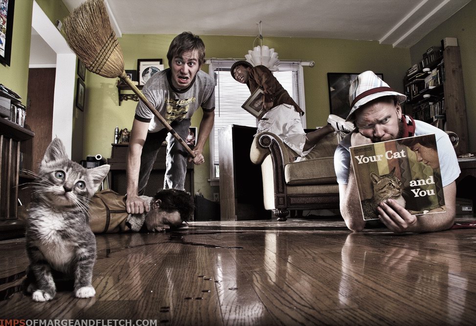 973x666, 184 Kb / котёнок, бардак