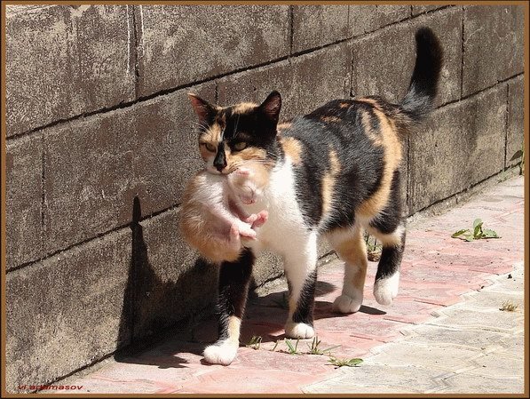 597x449, 101 Kb / кошка, котёнок