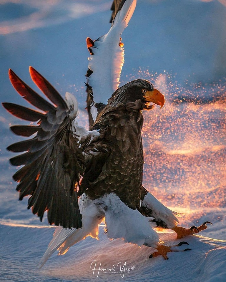 768x960, 225 Kb / белоплечий орел, птица, орлан