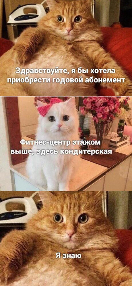 460x993, 346 Kb / кошки, фитнес, кондитерская, абонемент