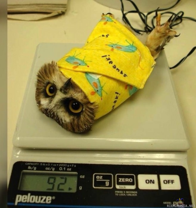 658x700, 80 Kb / сова, весы, взвешивание