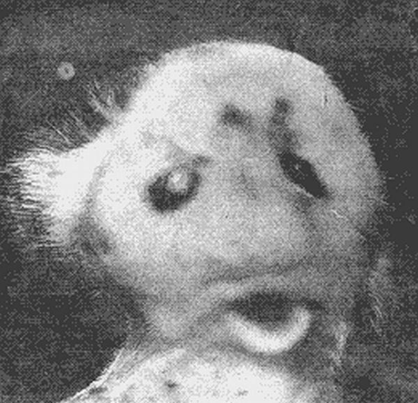 600x579, 94 Kb / домовой, существо, непознанное