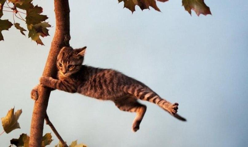 807x477, 37 Kb / котёнок, ветер